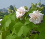 Land Lotus