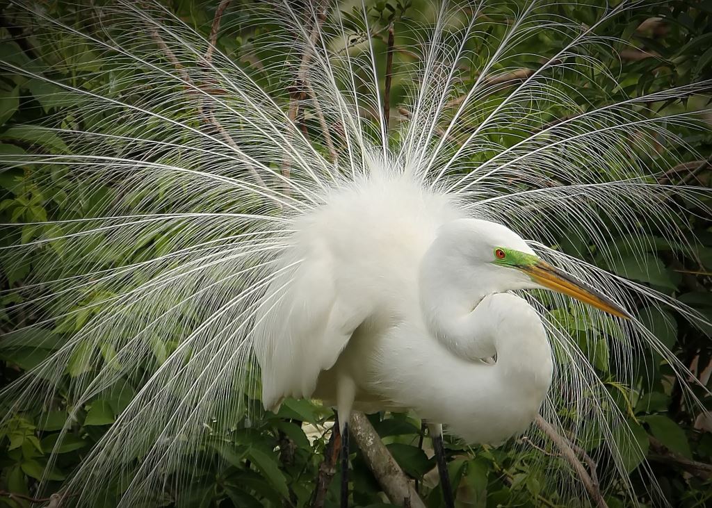 Like A Peacock