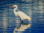 Egret On The Beach