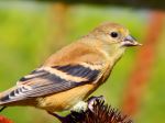 Yellow Crested Sparrow