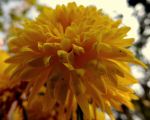 Yellow Flower