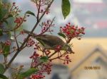 Bird And Berries