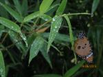 Hang On Butterfly