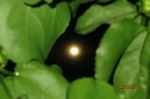 The Moon In The Leaves