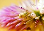 Small Is Beautiful