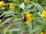 Bumblebee