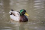 Mallard Duck