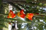 Starflowers
