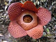 Rafflesia - The Largest Flower