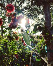 Feeding Time In The Garden Of Flowers And Light