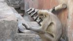 Sleeping Monkey