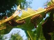 Leafy Day With Centipedes 