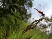 Red Dragonfly