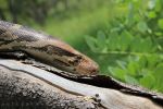 Snake Combact
