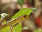 Snake Combact