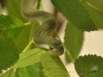 Snake Combact