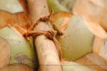Coco Knot