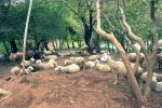 Soldiers At Rest