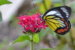 Stay Butterfly