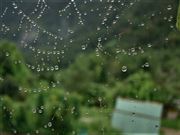 Nature Through A Spider's Web 