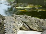Crocodiles Feeling Sleepy.....
