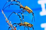 Spiders