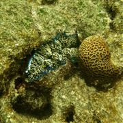 Giant Clam In A Rock Crevice
