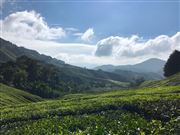Tea Plantation Valley In The Morning