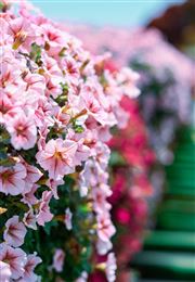 Flower Garden