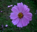 A Flower Of My School Garden 
