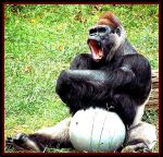 Ape Ball