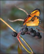 Blueberry Butterfly