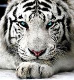 Eye To Eye
