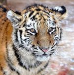 King Tiger