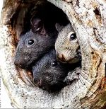 The Family Tree