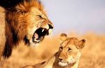 The Lion Boiss