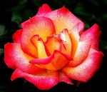 The Red Rose