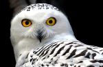 White Owl