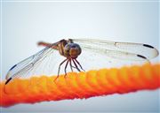 The Dragonfly