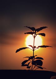 The Backlight Sun