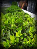 Green Leaves