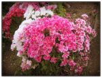Pink Beauty