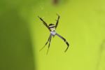 Spider Waiting For Prey