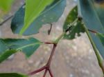 Leaf And Ant