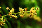 Amra Tree Flowers