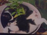 Hot Kittens