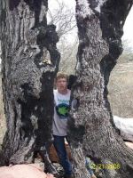 Old Oak Tree