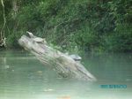 Turtles Chillin