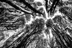 Artistry Of Nature