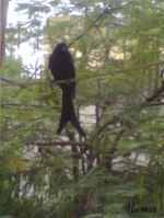 Close Catchup With Black Drongo